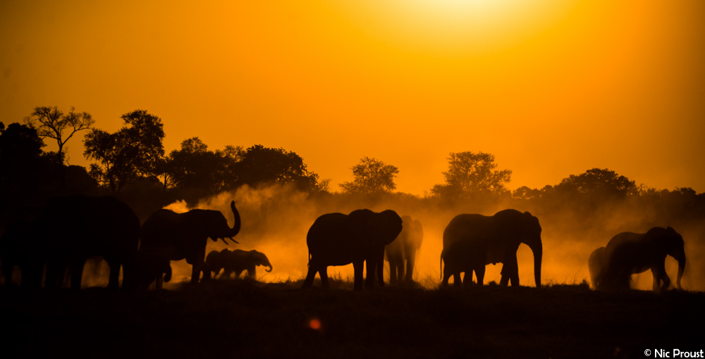 Elephant Sunset-2