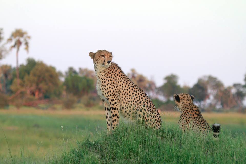 BBB Cheetah Sighting