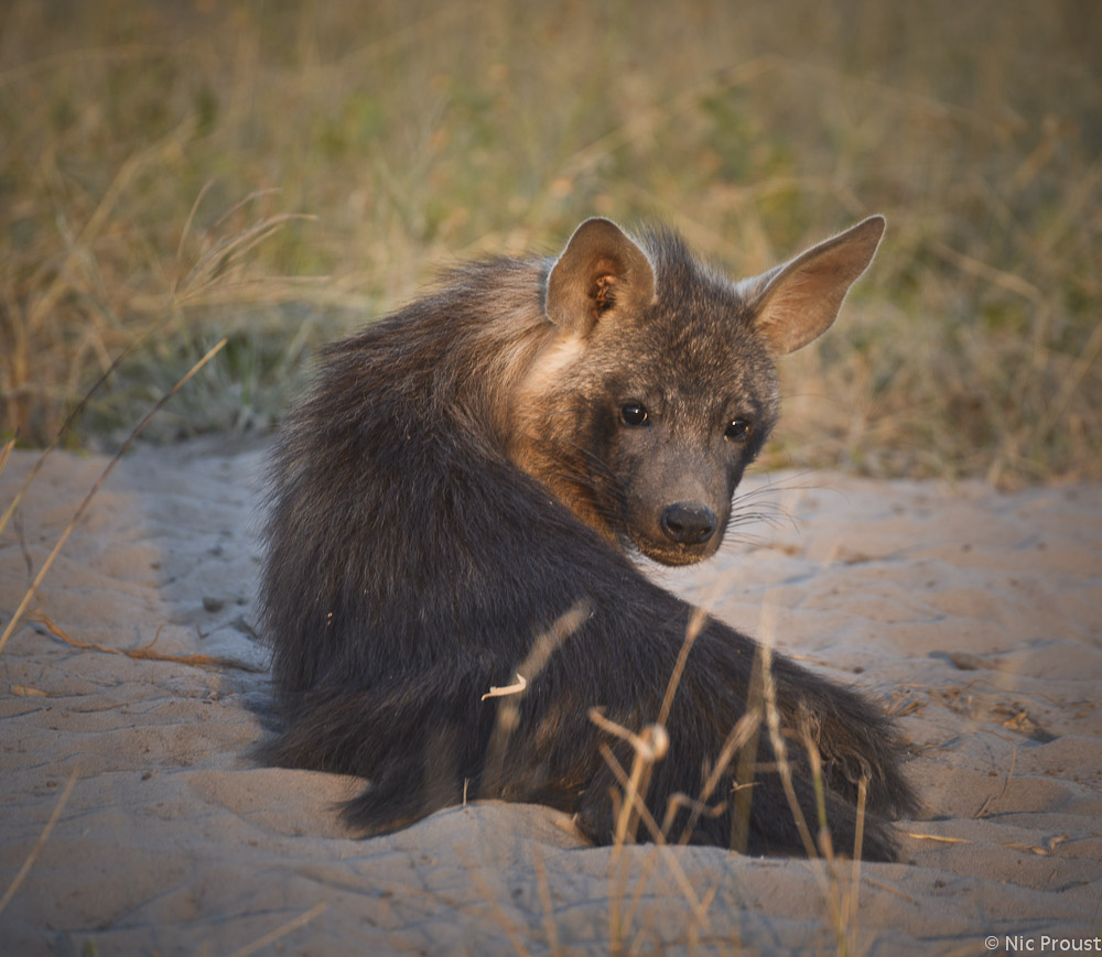 Brown Hyena (2)