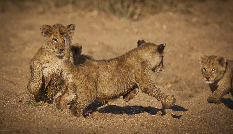 Lion Cubs