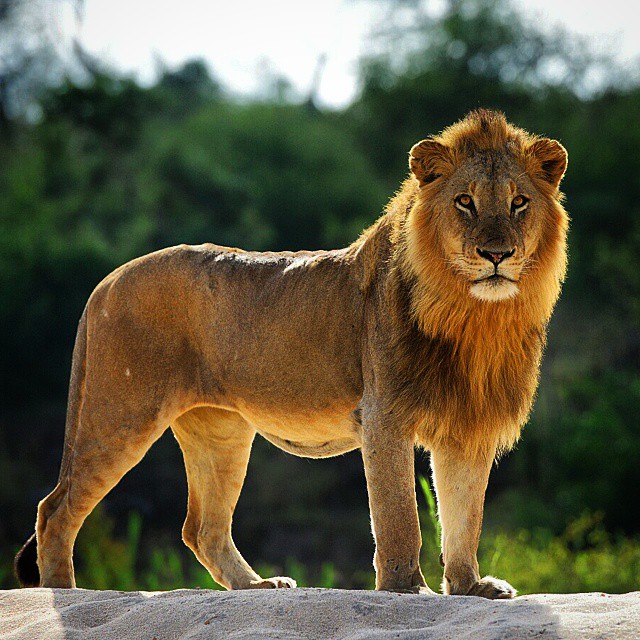 Lion by Jac