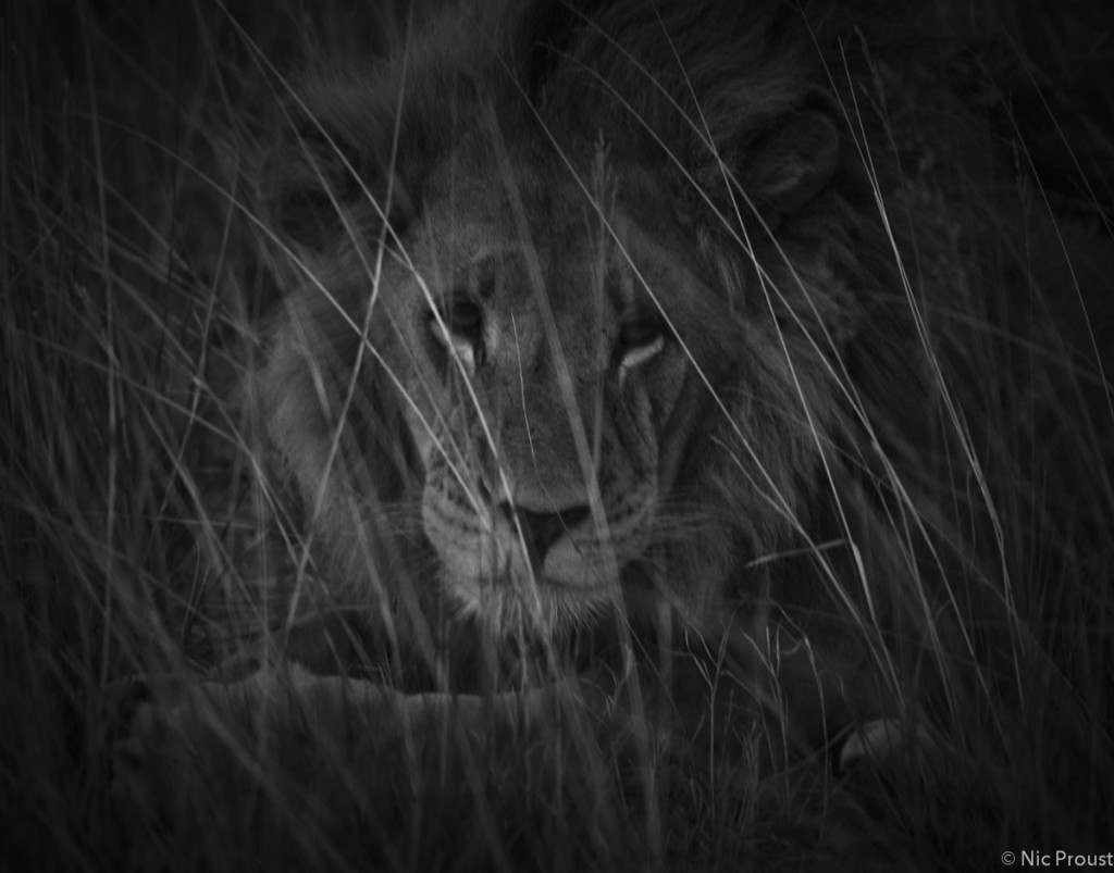 Lion in the long grass