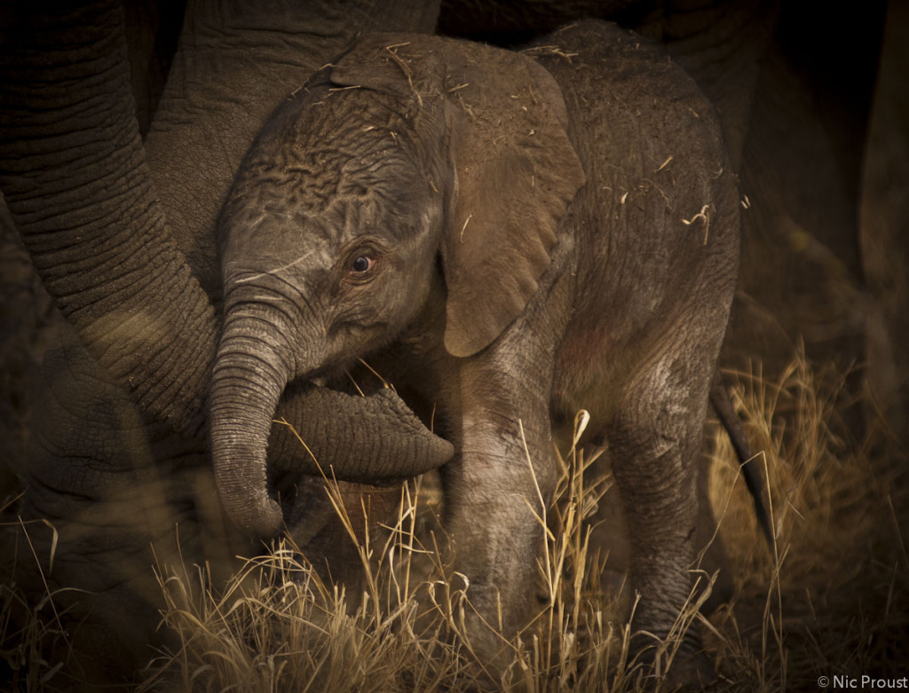 New Born Elephant