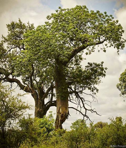 Abu Baobab