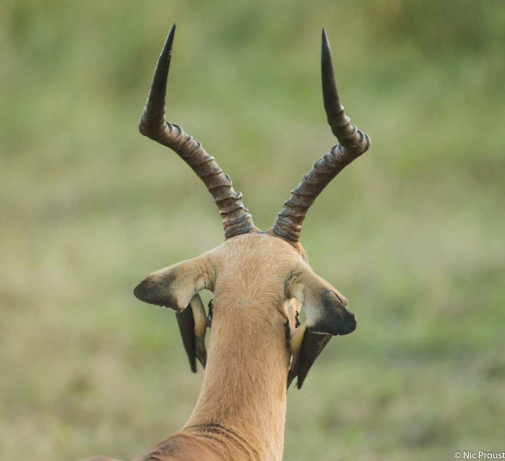 impala with oxpeckers