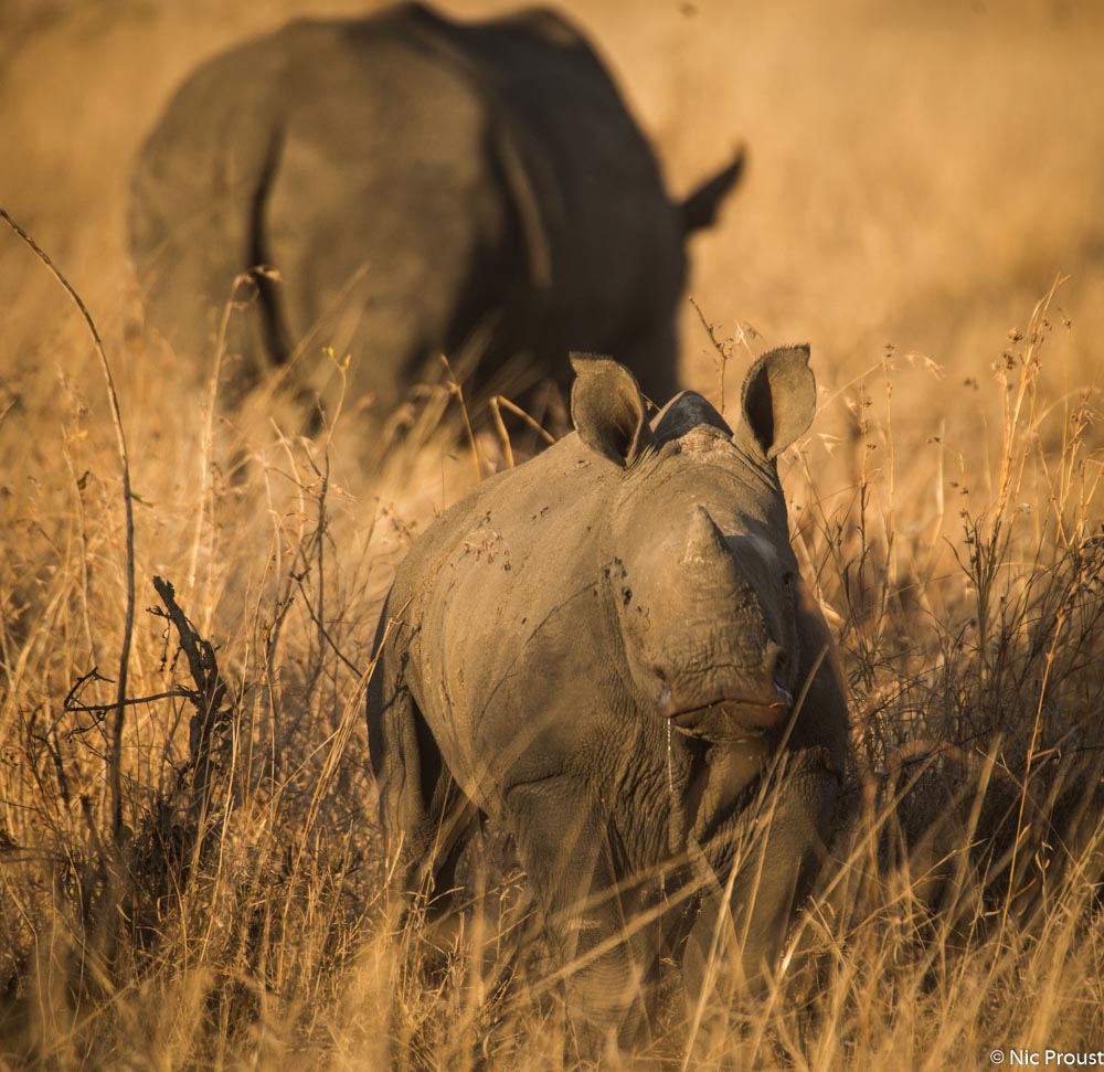 Young white rhino