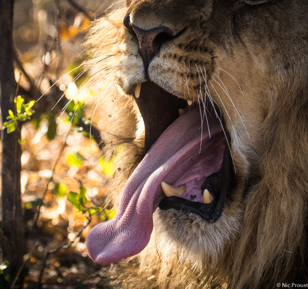 Lions Tongue (2)