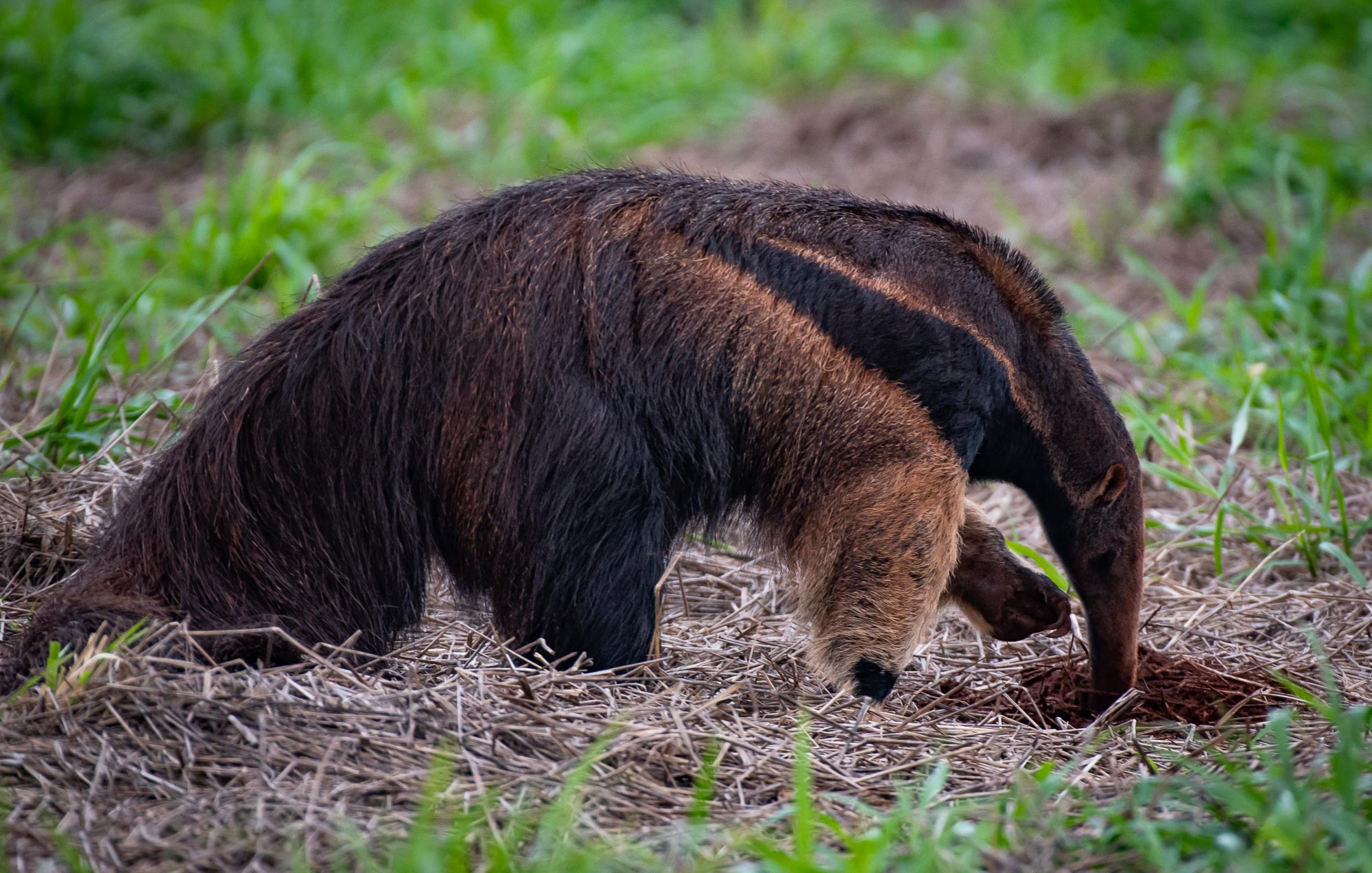 The Search for the Elusive Maned Wolf Leads to a Great Surprise!
