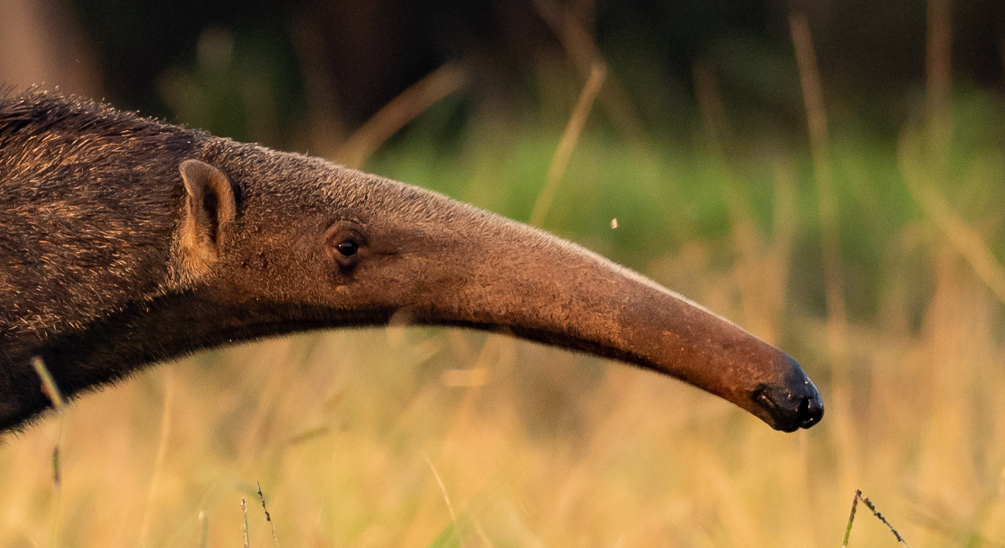 Giant anteater: tracking the “flag-bearer” of Brazil’s Cerrado Savannas